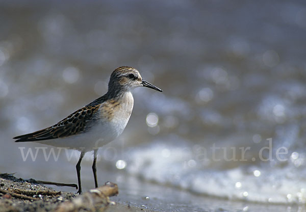 Zwergstrandläufer (Calidris minuta)