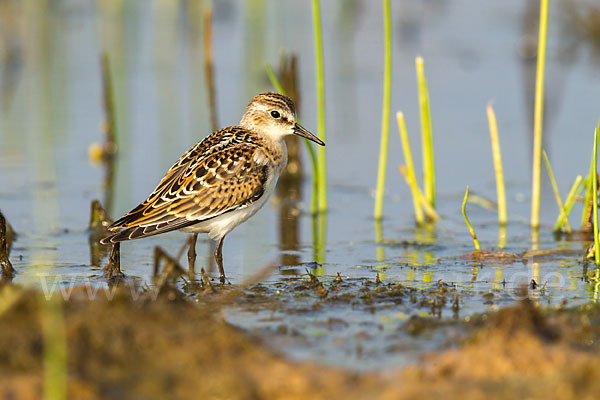 Zwergstrandläufer (Calidris minuta)