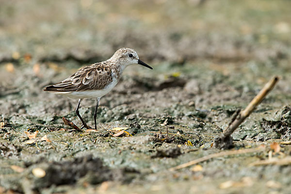 Zwergstrandläufer (Calidris minuta)