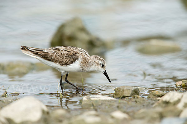 Zwergstrandläufer (Calidris minuta)