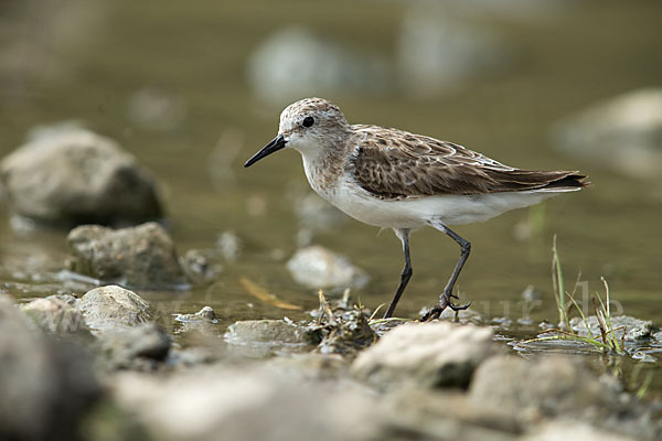 Zwergstrandläufer (Calidris minuta)