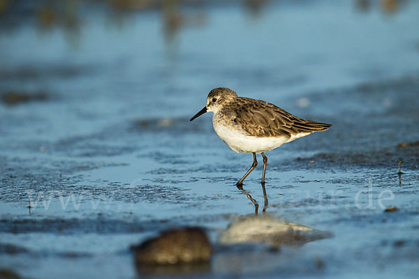 Zwergstrandläufer (Calidris minuta)