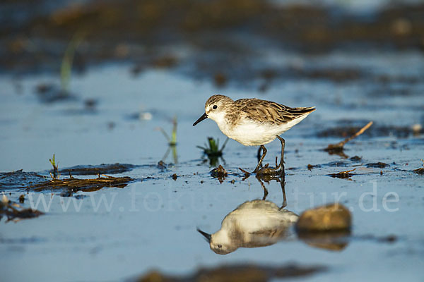 Zwergstrandläufer (Calidris minuta)