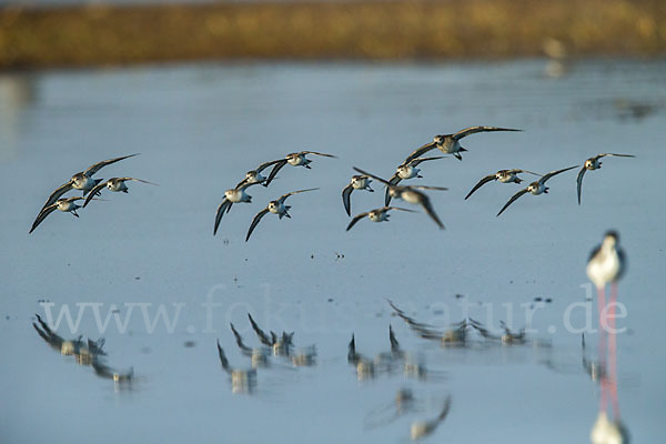 Zwergstrandläufer (Calidris minuta)