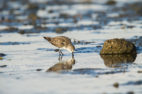 Zwergstrandläufer (Calidris minuta)