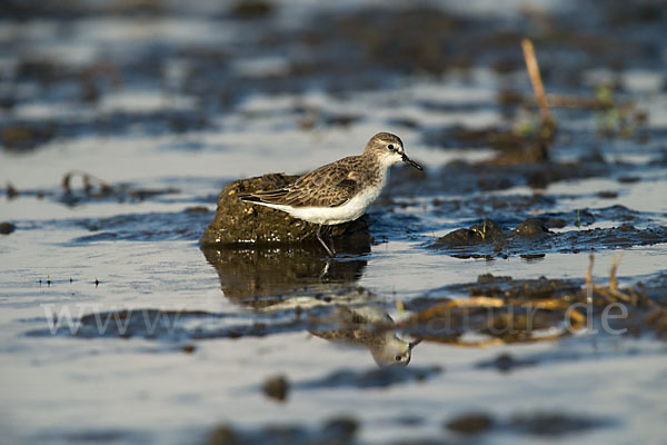 Zwergstrandläufer (Calidris minuta)