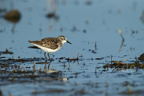 Zwergstrandläufer (Calidris minuta)