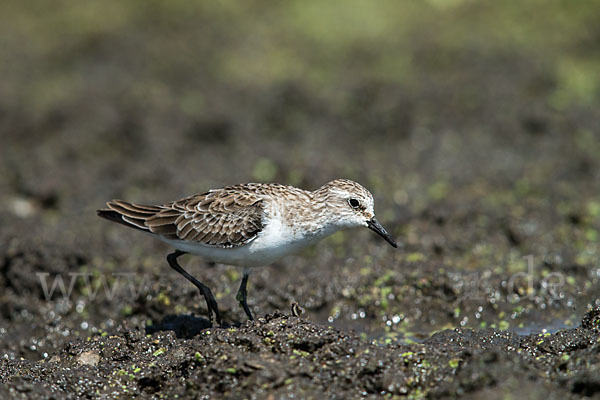 Zwergstrandläufer (Calidris minuta)