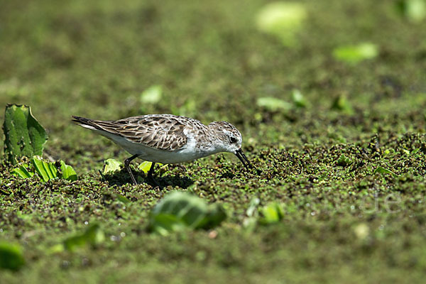 Zwergstrandläufer (Calidris minuta)