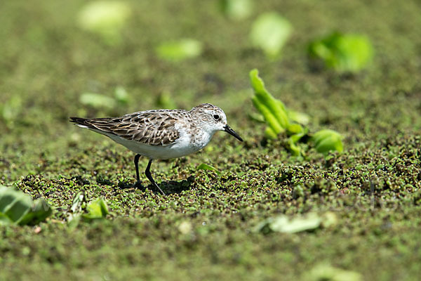 Zwergstrandläufer (Calidris minuta)