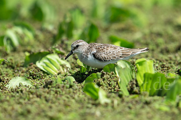 Zwergstrandläufer (Calidris minuta)