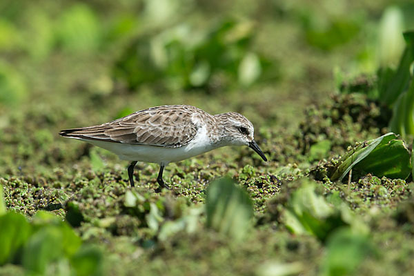 Zwergstrandläufer (Calidris minuta)