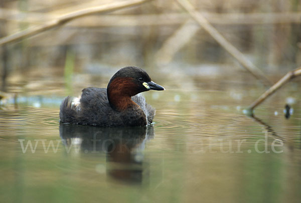 Zwergtaucher (Tachybaptus ruficollis)