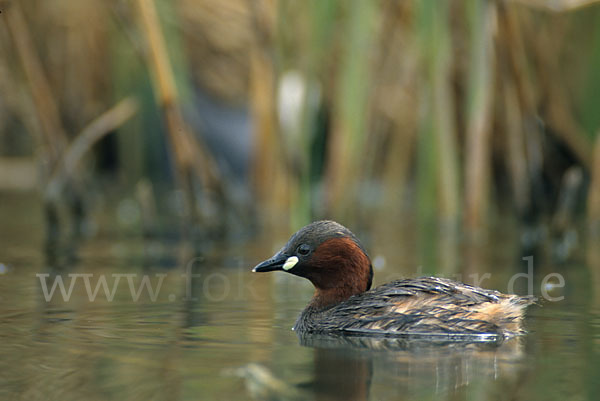 Zwergtaucher (Tachybaptus ruficollis)