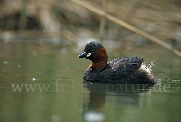 Zwergtaucher (Tachybaptus ruficollis)