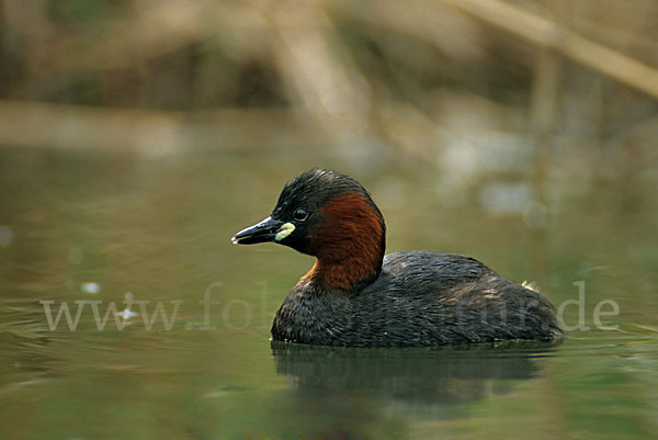 Zwergtaucher (Tachybaptus ruficollis)