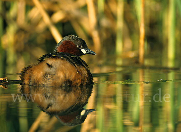 Zwergtaucher (Tachybaptus ruficollis)