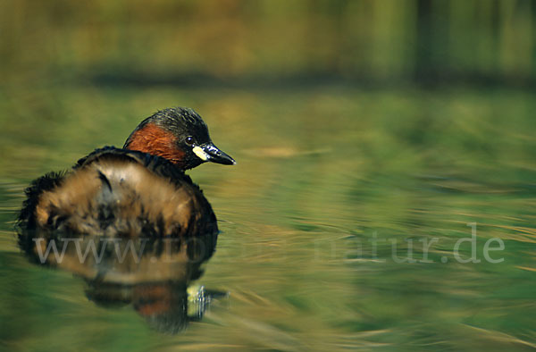 Zwergtaucher (Tachybaptus ruficollis)