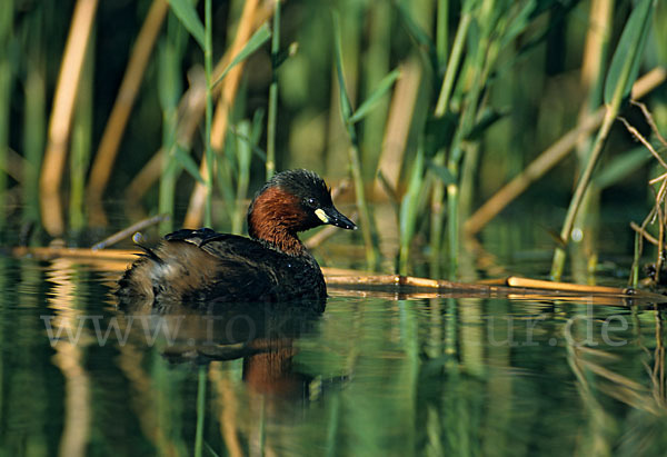 Zwergtaucher (Tachybaptus ruficollis)