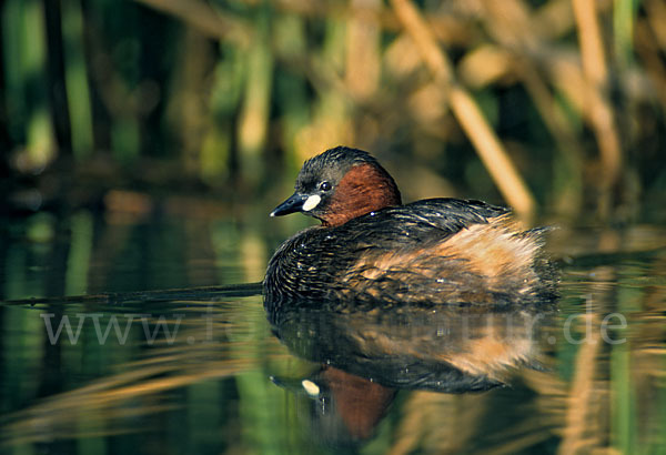 Zwergtaucher (Tachybaptus ruficollis)