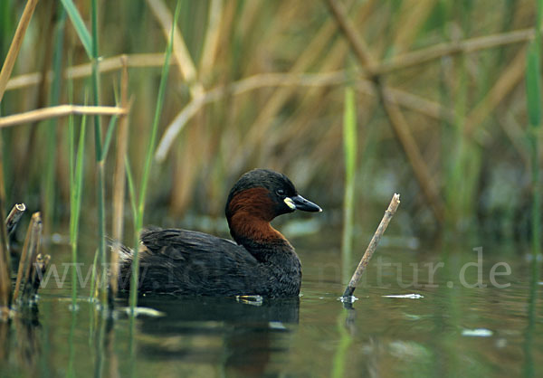 Zwergtaucher (Tachybaptus ruficollis)