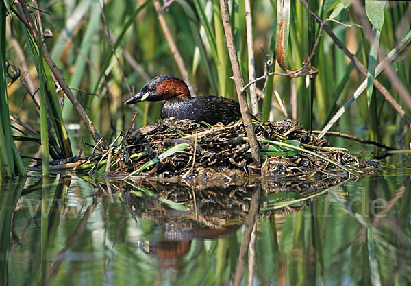 Zwergtaucher (Tachybaptus ruficollis)