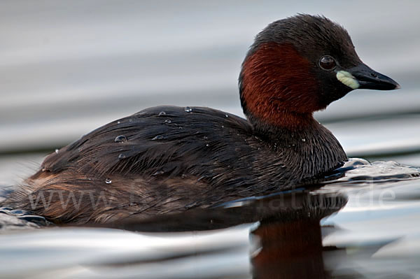 Zwergtaucher (Tachybaptus ruficollis)