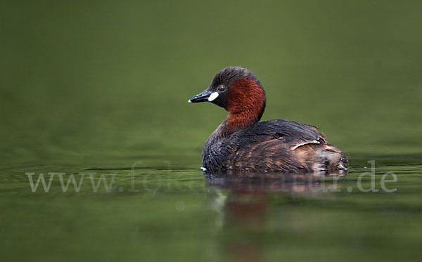 Zwergtaucher (Tachybaptus ruficollis)