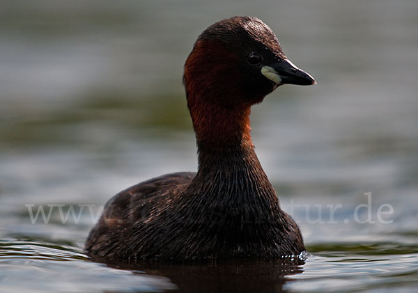 Zwergtaucher (Tachybaptus ruficollis)