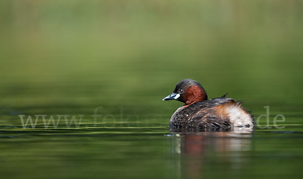 Zwergtaucher (Tachybaptus ruficollis)