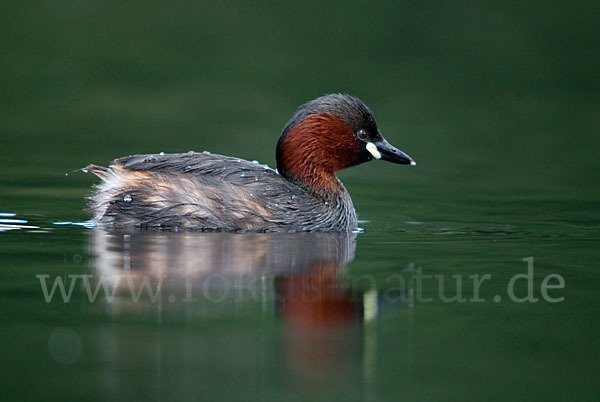 Zwergtaucher (Tachybaptus ruficollis)