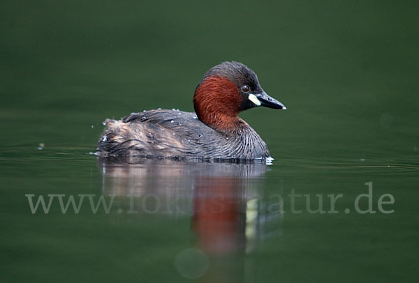 Zwergtaucher (Tachybaptus ruficollis)