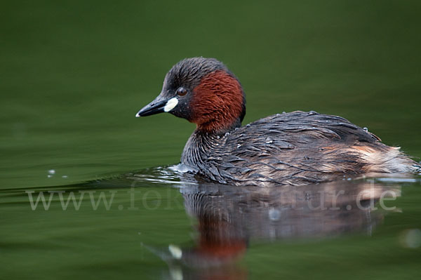 Zwergtaucher (Tachybaptus ruficollis)