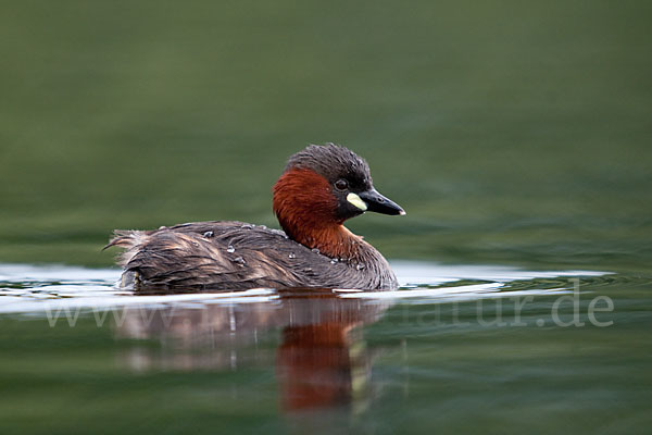 Zwergtaucher (Tachybaptus ruficollis)