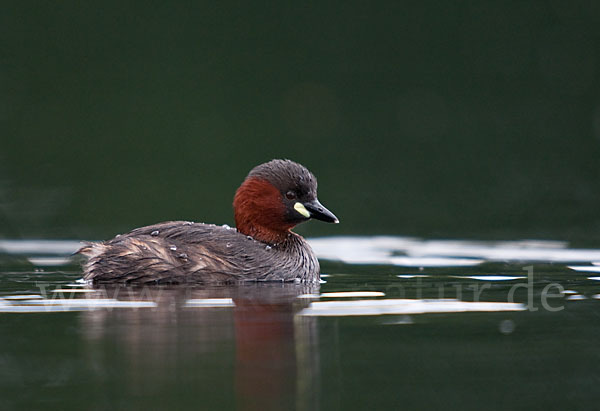 Zwergtaucher (Tachybaptus ruficollis)