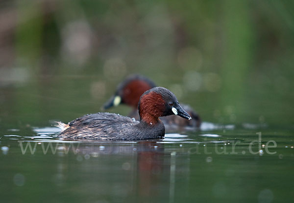 Zwergtaucher (Tachybaptus ruficollis)