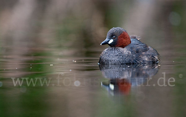 Zwergtaucher (Tachybaptus ruficollis)