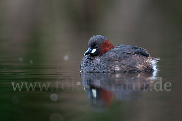 Zwergtaucher (Tachybaptus ruficollis)