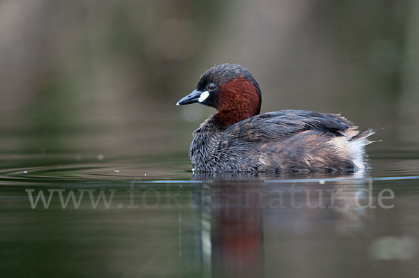 Zwergtaucher (Tachybaptus ruficollis)