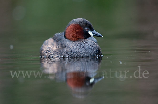 Zwergtaucher (Tachybaptus ruficollis)