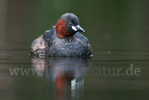 Zwergtaucher (Tachybaptus ruficollis)