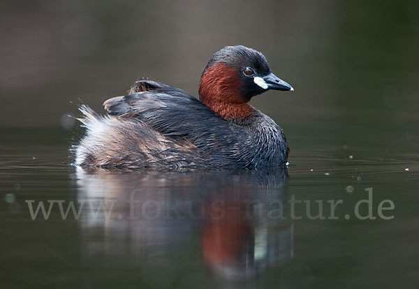 Zwergtaucher (Tachybaptus ruficollis)