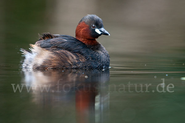 Zwergtaucher (Tachybaptus ruficollis)