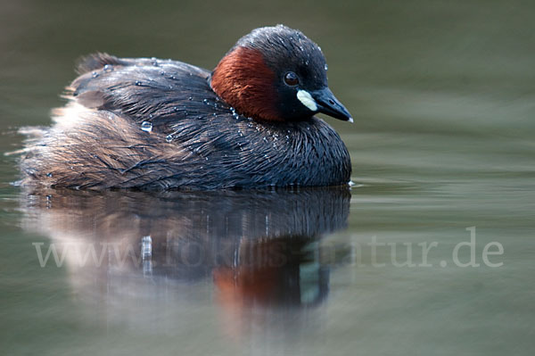 Zwergtaucher (Tachybaptus ruficollis)