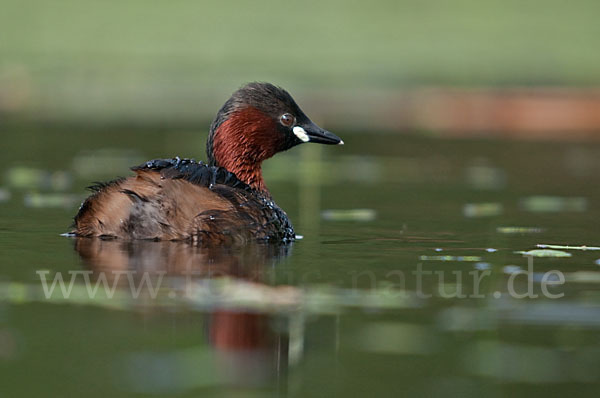 Zwergtaucher (Tachybaptus ruficollis)