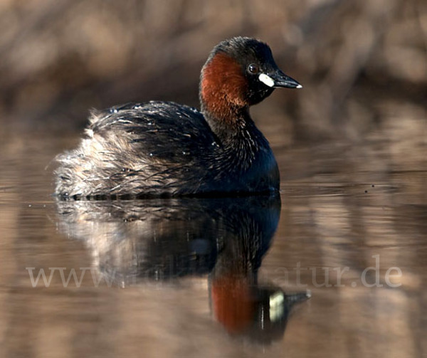 Zwergtaucher (Tachybaptus ruficollis)