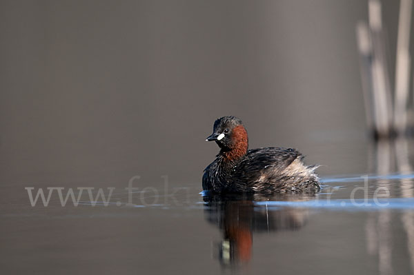 Zwergtaucher (Tachybaptus ruficollis)