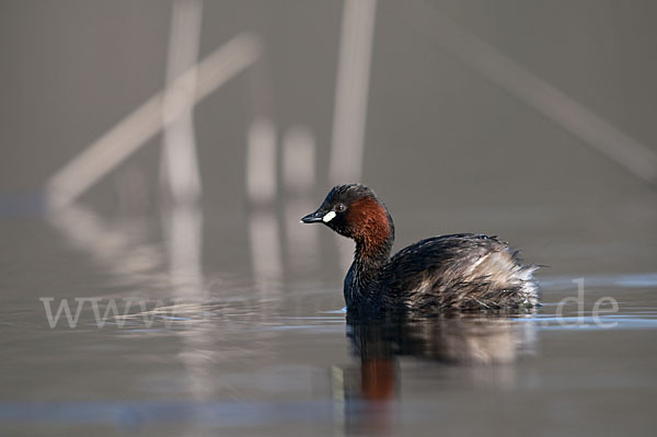 Zwergtaucher (Tachybaptus ruficollis)