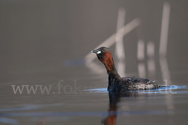 Zwergtaucher (Tachybaptus ruficollis)