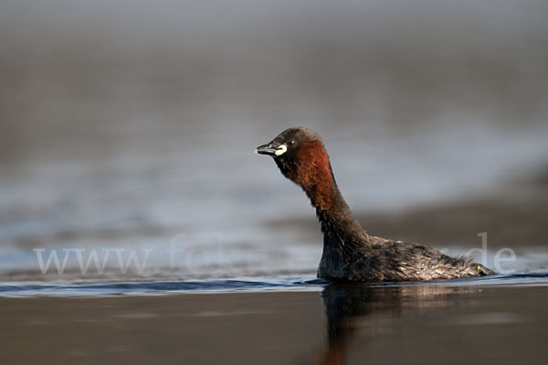 Zwergtaucher (Tachybaptus ruficollis)